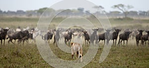 Lioness and herd of wildebeest at the Serengeti