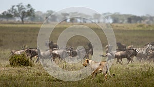 Lioness and herd of wildebeest at the Serengeti