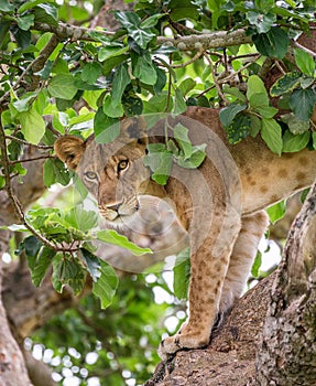 Lioness hides in the leafs of a large tree. Uganda. East Africa.