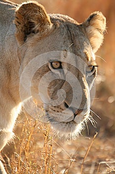 Lioness on the hunt