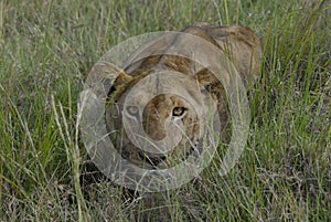 Lioness Hunting