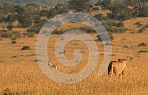 Lioness Hunting