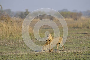 Lioness after hunting with cubs.