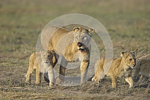 Lioness after hunting with cubs.