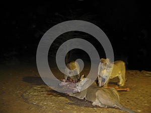 Lioness hunting and eating meat at the night at Etosha National Park, Namibia