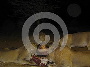 Lioness hunting and eating meat at the night at Etosha National Park, Namibia