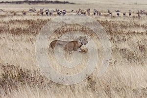 Lioness hunting - Namibia - Africa