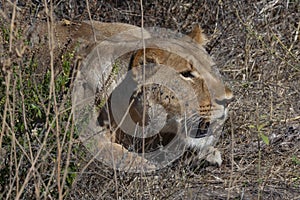 Lioness hunting Panthera leo - Botswana