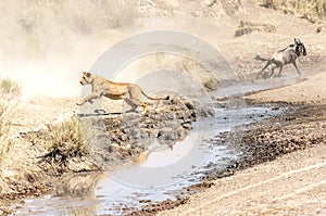 Lioness hunting wildebeest
