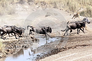 Lioness hunting wildebeest