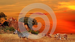 Lioness hunting for zebra. Wild Africa. Serengeti National Park in Tanzania.