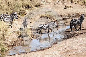 Lioness hunting zebras