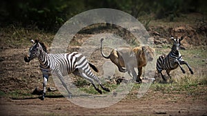 Lioness hunting zebrasin Maasai Mara, Kenya during daylight