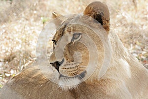 Lioness Intense Look Determination Focused