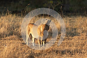 Lioness interacting with her cub.