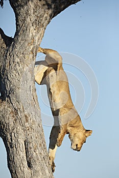 Lioness jumping off a tall tree in Savuti in Botswana