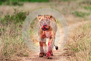 Lioness just after feeding taken in Nairobi National park