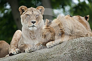 Lioness and juvenile male lion (Panthera leo).