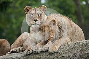 Lioness and juvenile male lion (Panthera leo).