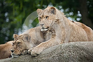 Lioness and juvenile male lion (Panthera leo).