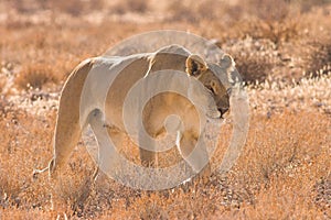 Lioness in Kalahari Desert