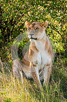 Lioness keeping watch