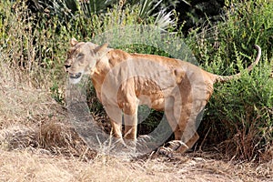Lioness in kenya