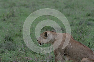 lioness in kenya