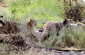 Lioness in kenya eating a giraffe