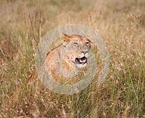 Lioness in kenya near 4x4 safari vehicle