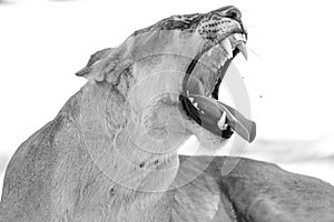 Lioness in kgalagadi Transfronier Park 67