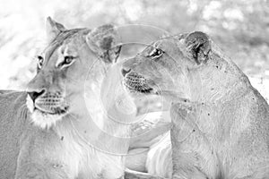 Lioness in kgalagadi Transfronier Park