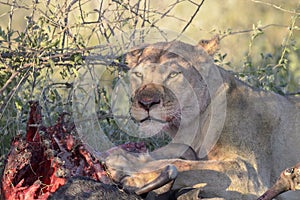 Lioness with kill, close-up
