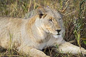 Lioness on kill in the okavango delta botswana