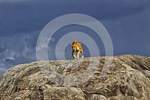 Lioness on Kopjes, Serengeti