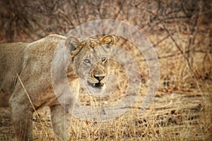 Lioness in Kruger National Park