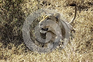 Lioness laying in the grass on alert