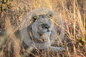 Lioness laying in the grass in the bush