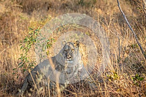 Lioness laying in the grass in the bush