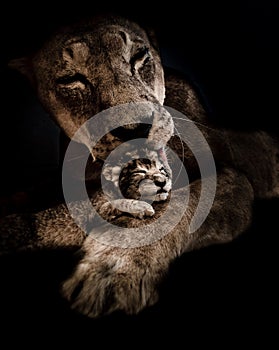 Lioness licking her newborn puppy in the dark.