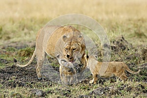 Lioness licking its cubs