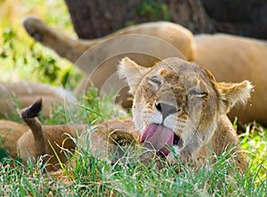 The lioness licks cub. National Park. Kenya. Tanzania. Masai Mara. Serengeti.