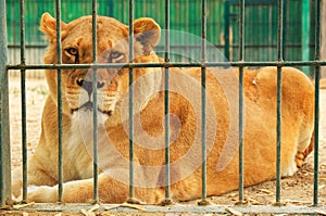 Lioness lies in the cage of zoo