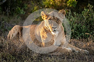 Lioness lies in dappled sunshine eyeing camera