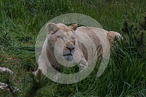 Lioness lies on the grass and looks forward. The Panthera leo is a species in the family Felidae; it is a deep-chested cat with a