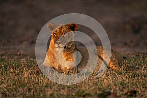 Lioness lies on grassy floodplain with catchlights photo