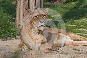 Lioness lies on his side