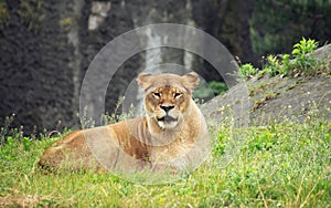 The lioness lies looking straight into the lens,