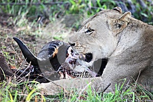 Lioness lies near the head of the dead Buffalo. Predator and prey.