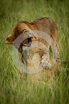 Lioness lies nibbling ear of standing cub